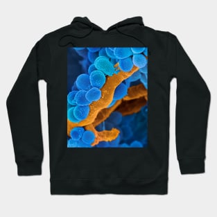 Oral Streptococcus bacteria, SEM (C026/7495) Hoodie